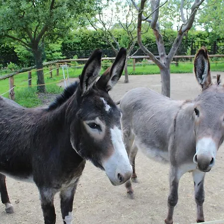 Pod Rozhlednou Penzion Janov